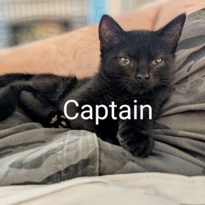 Captain, Baby Female American Shorthair