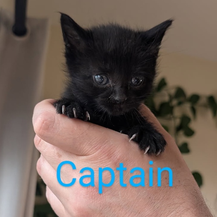 Captain