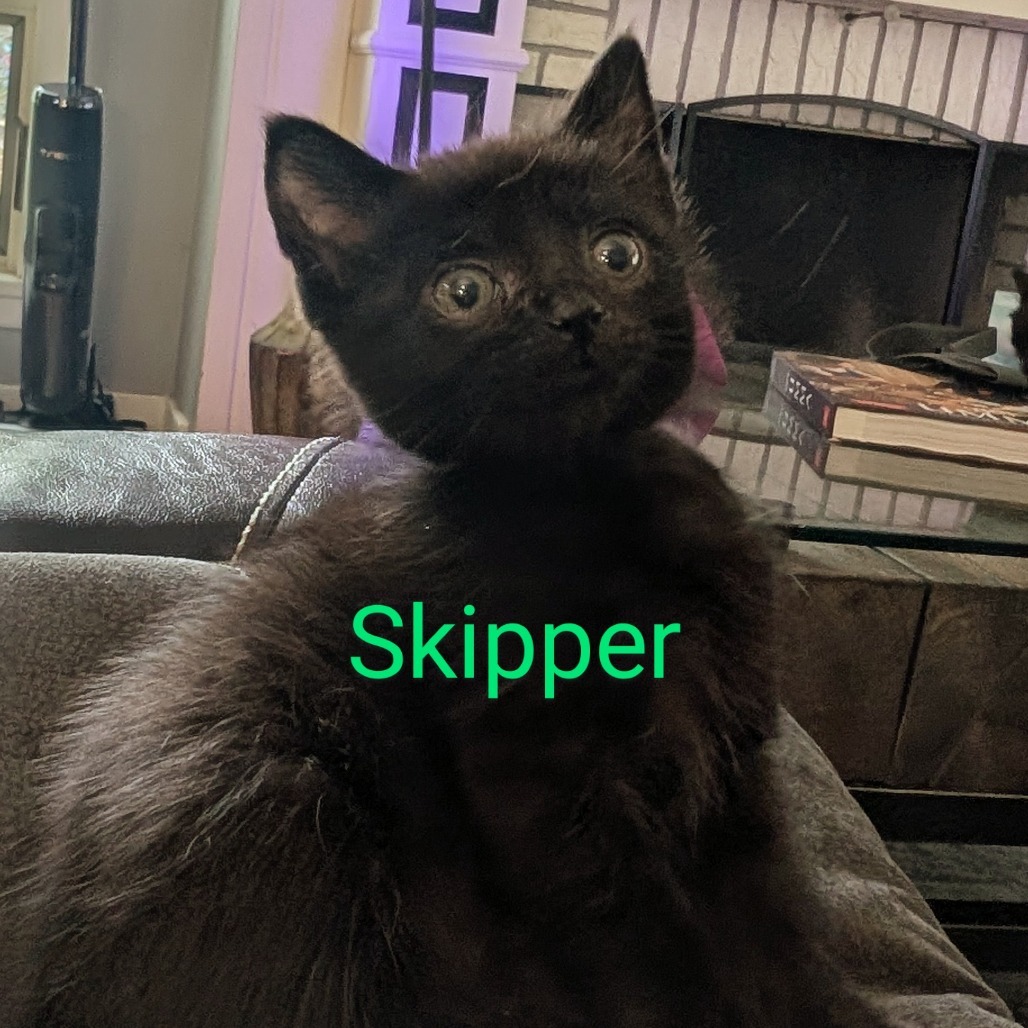 Skipper