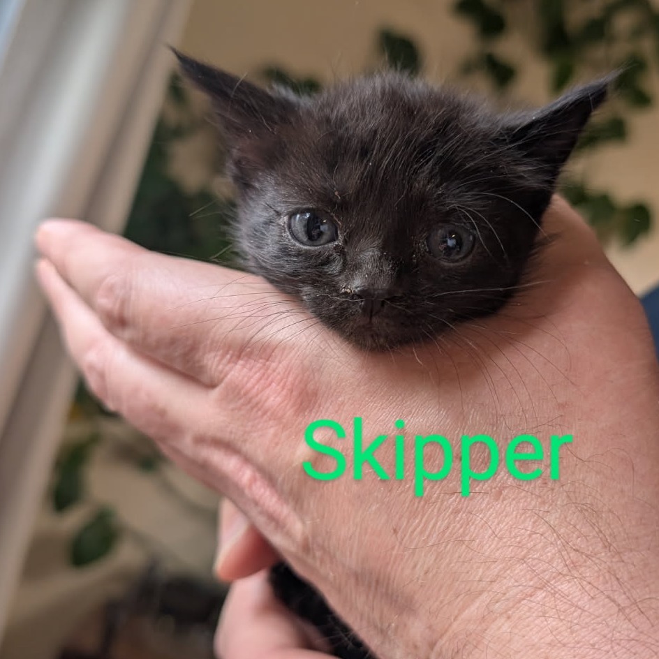 Skipper