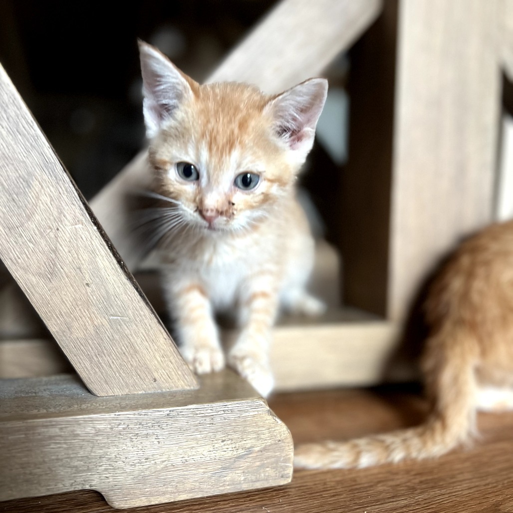 O'Malley