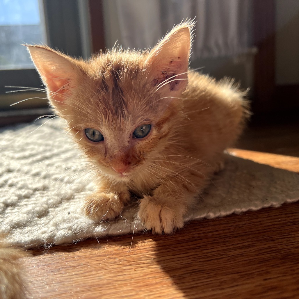 O'Malley