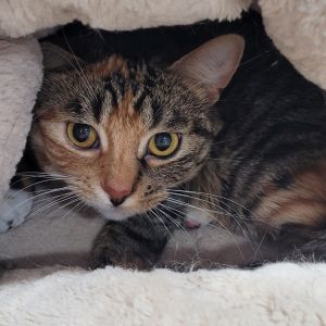Bootie, Adult Female American Shorthair