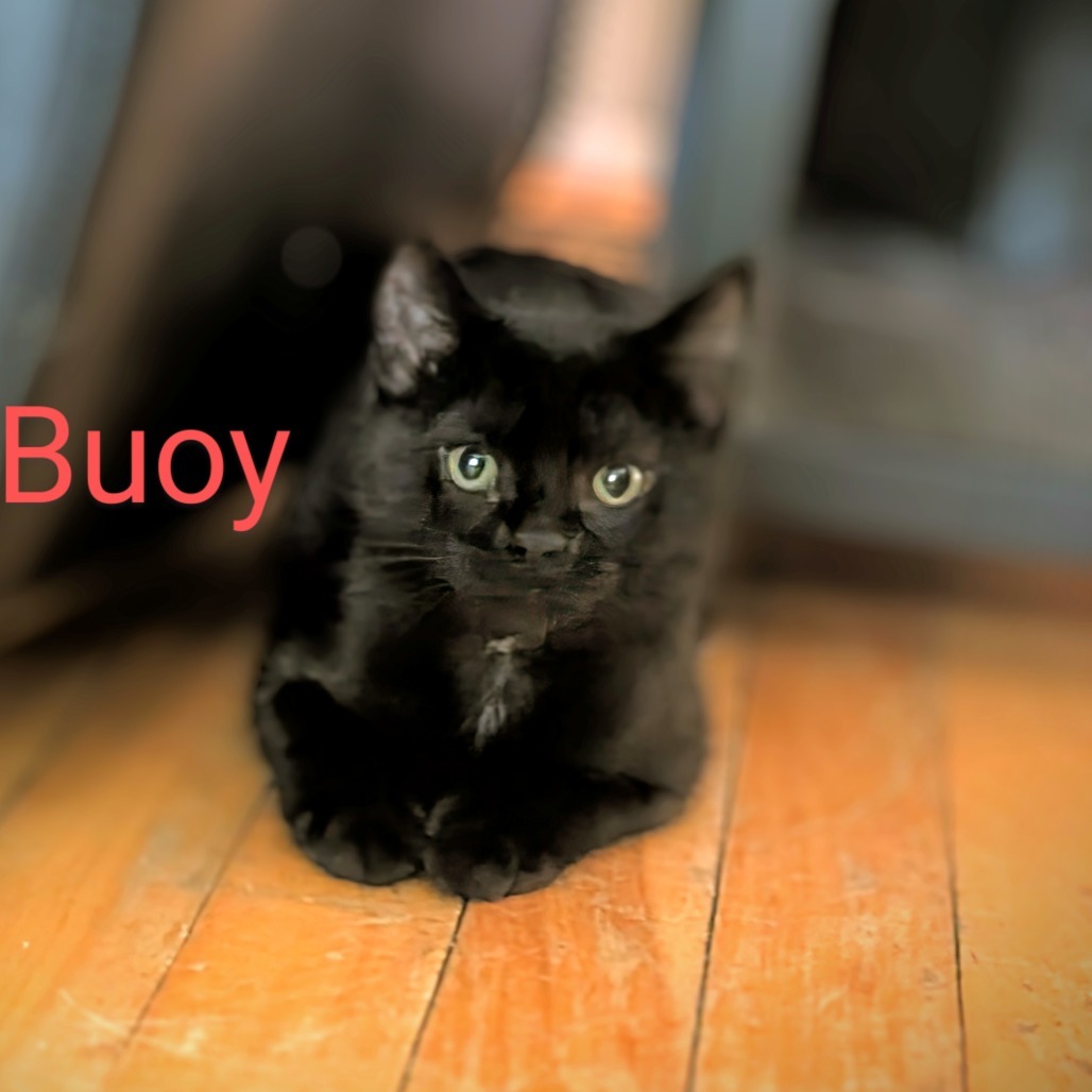 Buoy