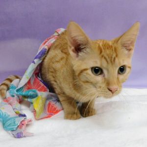Skittles, Baby Male Domestic Short Hair