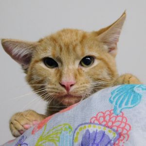 Jelly Bean, Baby Male Domestic Short Hair