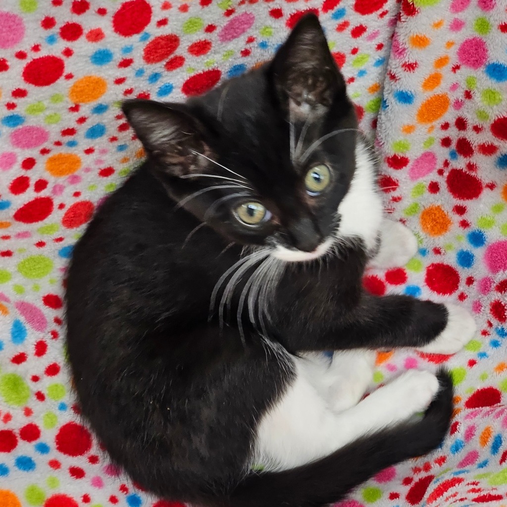 Xena, an adoptable Domestic Short Hair in Duncan, OK, 73533 | Photo Image 1