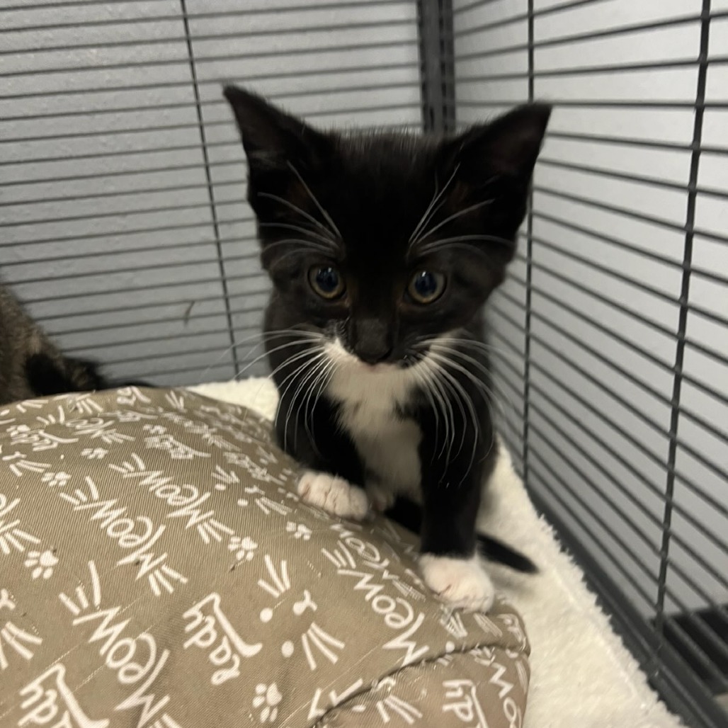 Xena, an adoptable Domestic Short Hair in Duncan, OK, 73533 | Photo Image 2