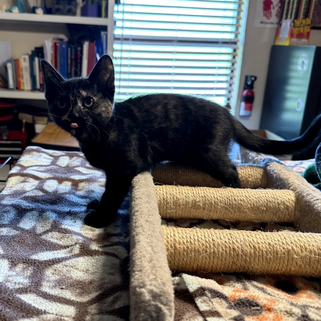 Ashley, an adoptable Domestic Short Hair in Duncan, OK, 73533 | Photo Image 1