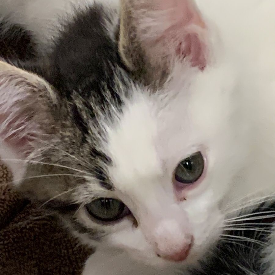 Sloth Bear (Rufus), an adoptable Domestic Short Hair in Duncan, OK, 73533 | Photo Image 1
