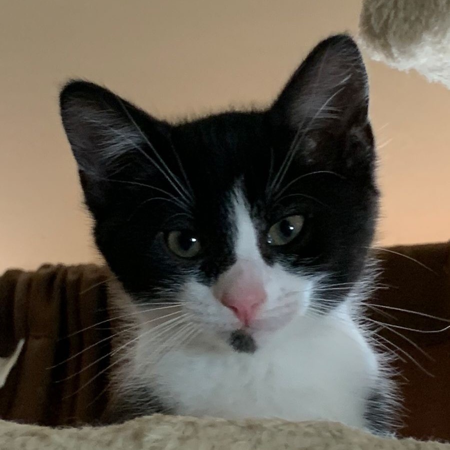 Polar Bear (Bill), an adoptable Domestic Short Hair in Duncan, OK, 73533 | Photo Image 1