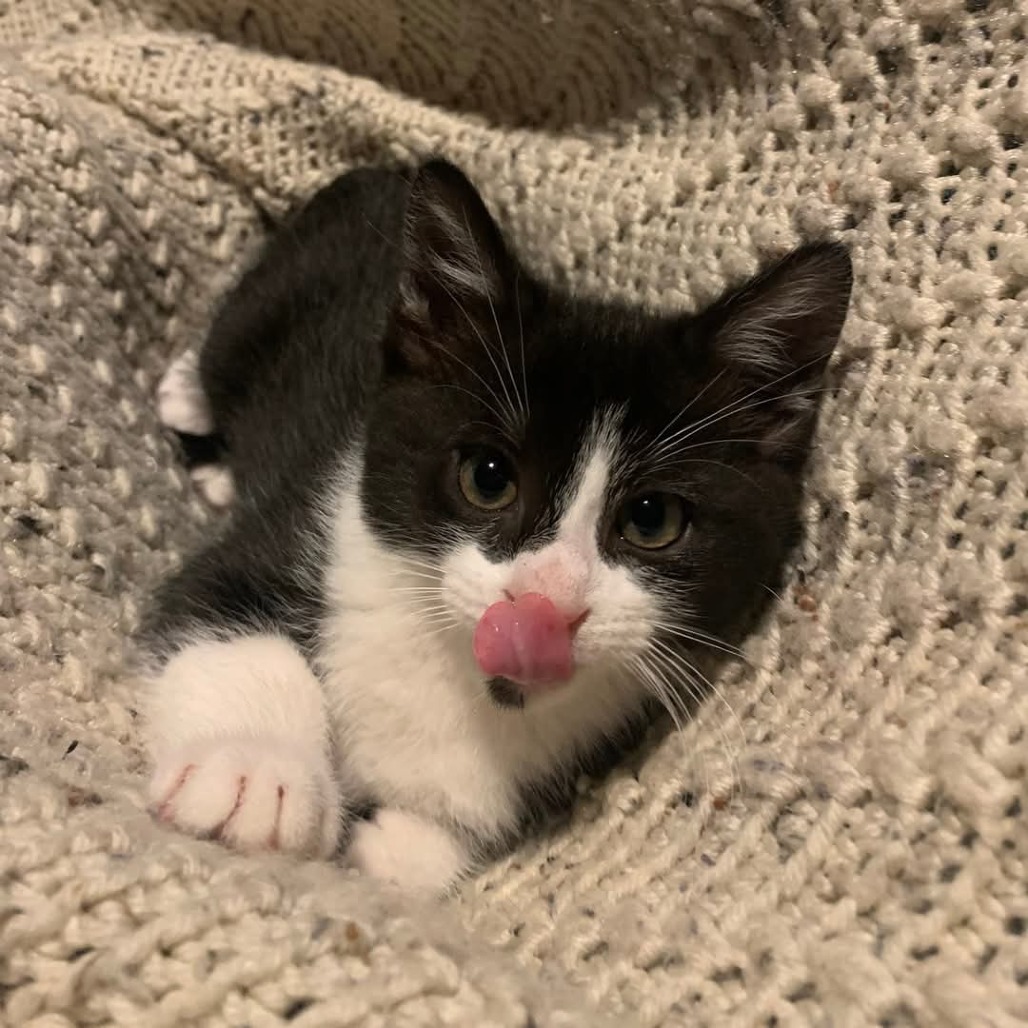 Polar Bear (Bill), an adoptable Domestic Short Hair in Duncan, OK, 73533 | Photo Image 3