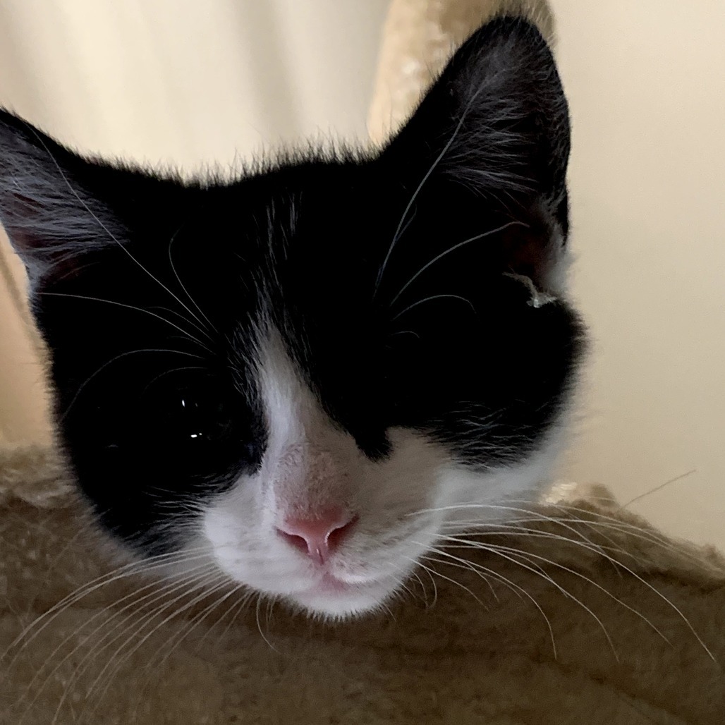 Koala Bear (Ted), an adoptable Domestic Short Hair in Duncan, OK, 73533 | Photo Image 1
