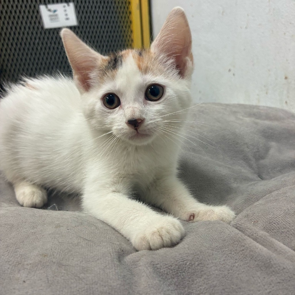 Babidi, an adoptable American Shorthair in Guaynabo, PR, 00969 | Photo Image 1