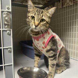 Katie, Adult Female Domestic Medium Hair