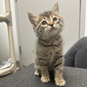 Kobe, Baby Male American Shorthair