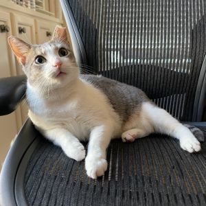 Octavia is a five-year-old grey and white beauty with striking green eyes and a personality just as 