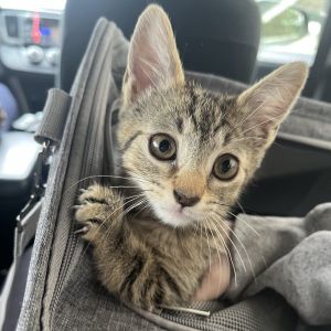 Sandy is one of the most unique and impressive kittens weve had the privilege to foster A first gl