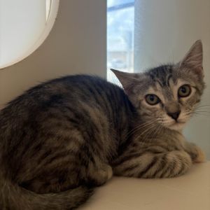 Peony Domestic Short Hair Cat