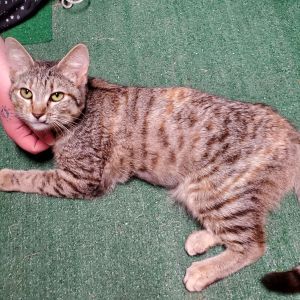 She is extremely friendly loves belly rubs and very affectionate Purrr-fect lil pet If intereste