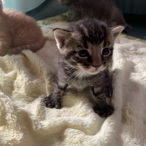 Ducky Estep, Baby Male Domestic Short Hair