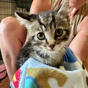 Kipp Miller, Baby Male Domestic Short Hair