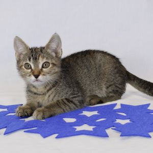 Dash, Baby Female Domestic Short Hair