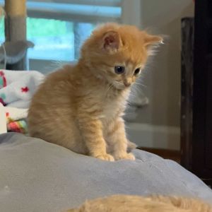 Peach Tea, Baby Male Domestic Medium Hair