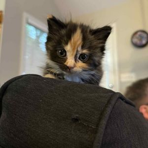 Sweet Tea, Baby Female Domestic Medium Hair