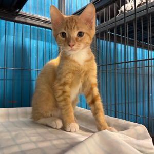 Arnold Palmer, Baby Male Domestic Medium Hair