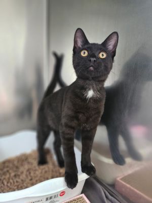Lotus, Baby Female Domestic Short Hair