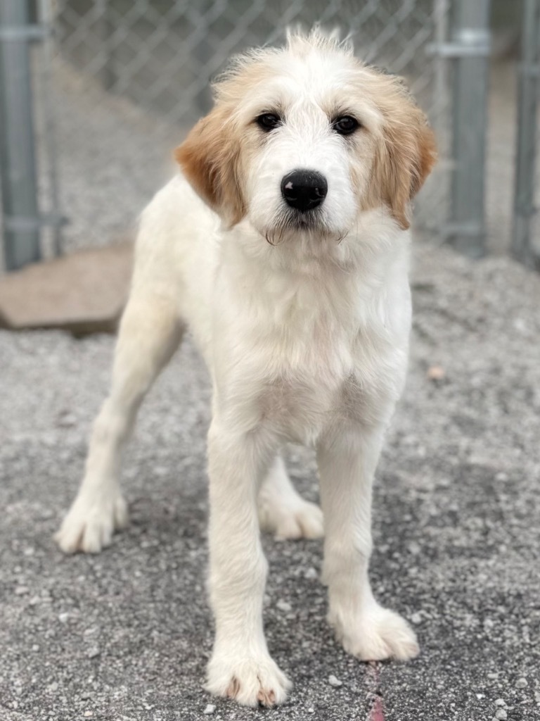 Isobel
