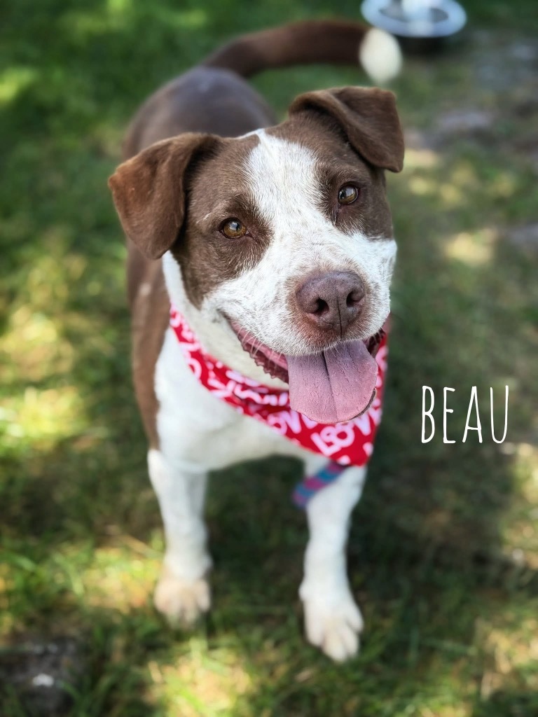 Beau