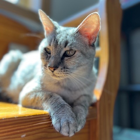 Nixie