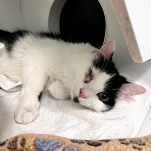 Finlay is social and playful1-year-old thats full of love Hes done well livi