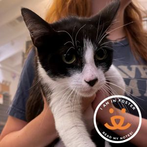 Tweety is a 1-year old who just arrived at Best Friends Her caregivers are work