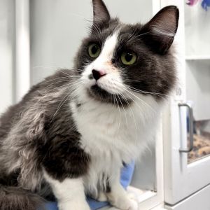 Beautiful 1-year-old Filia is a cuddly girl with cat dog and kitty experience