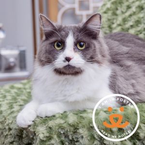 Beautiful 1-year-old Filia is a cuddly girl with cat dog and kitty experience