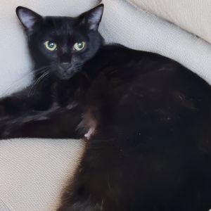 Joni Mitchell reserved 6-year-old kitty that prefers observing from a quiet spot when meeting new pe