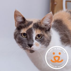 Cinnamroll is pure sweetness and no spice She is a big fan of rubbing on legs a
