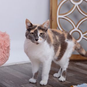 Cinnamroll is pure sweetness and no spice She is a big fan of rubbing on legs and an even bigger