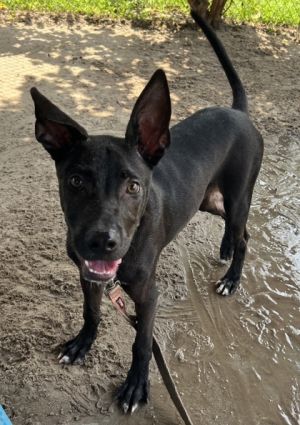 Gidget, Baby Male Mixed Breed