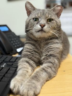 Denzel Pawshington, Young Male unknown