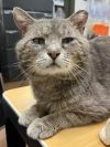 Denzel Pawshington photo 3