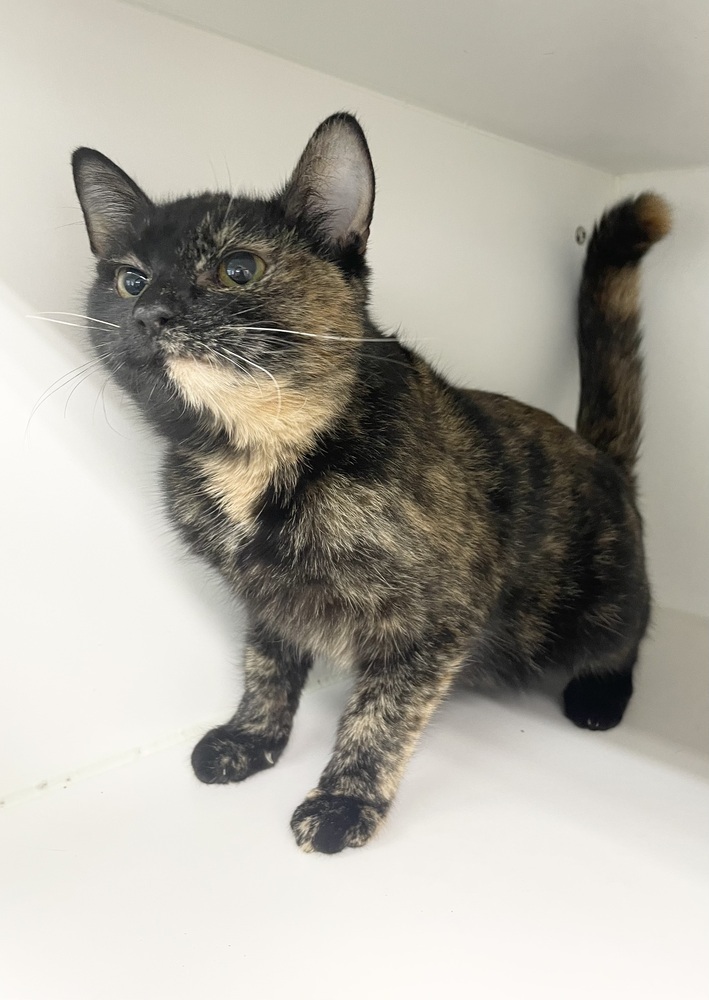 Dawn ~ Available at PetSmart Warsaw, IN!!