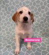 Boomerang