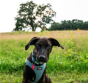 Sparks, Baby Male Mixed Breed