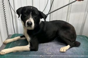 Paris, Adult Female Hound
