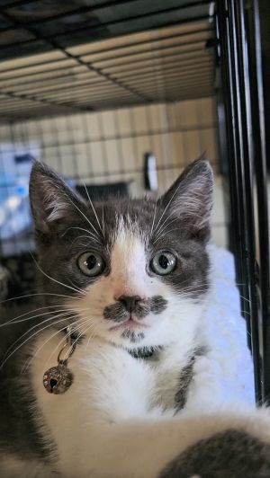 green plaid grey tux All catskittens will be spayedneutered unless spayneuter contract is signed 