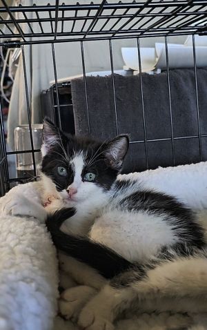red reflective collar tuxedo All catskittens will be spayedneutered unless spayneuter contract is